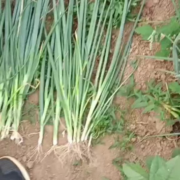 葱苗