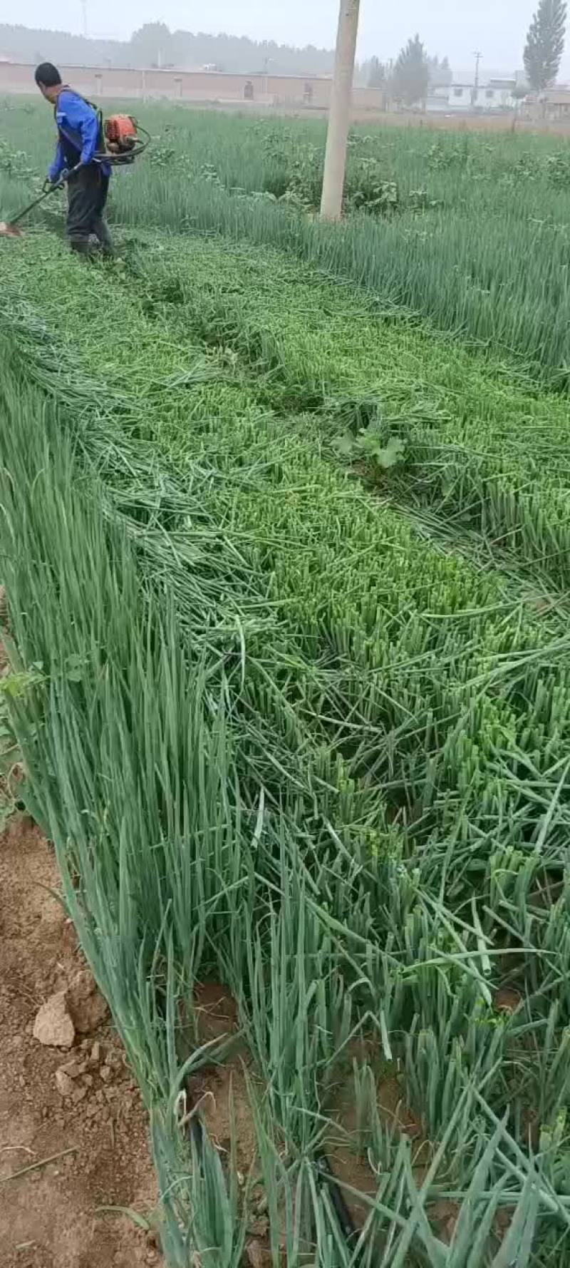 葱苗