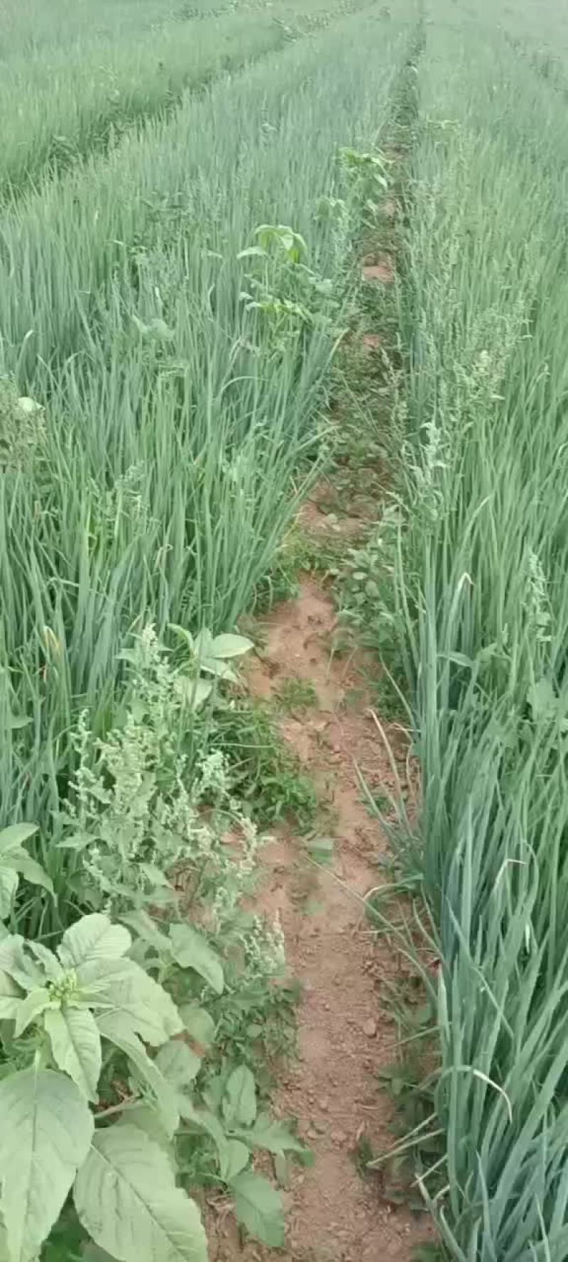 葱苗
