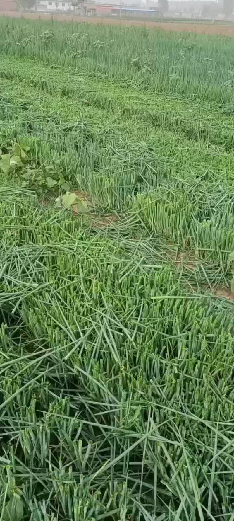 葱苗