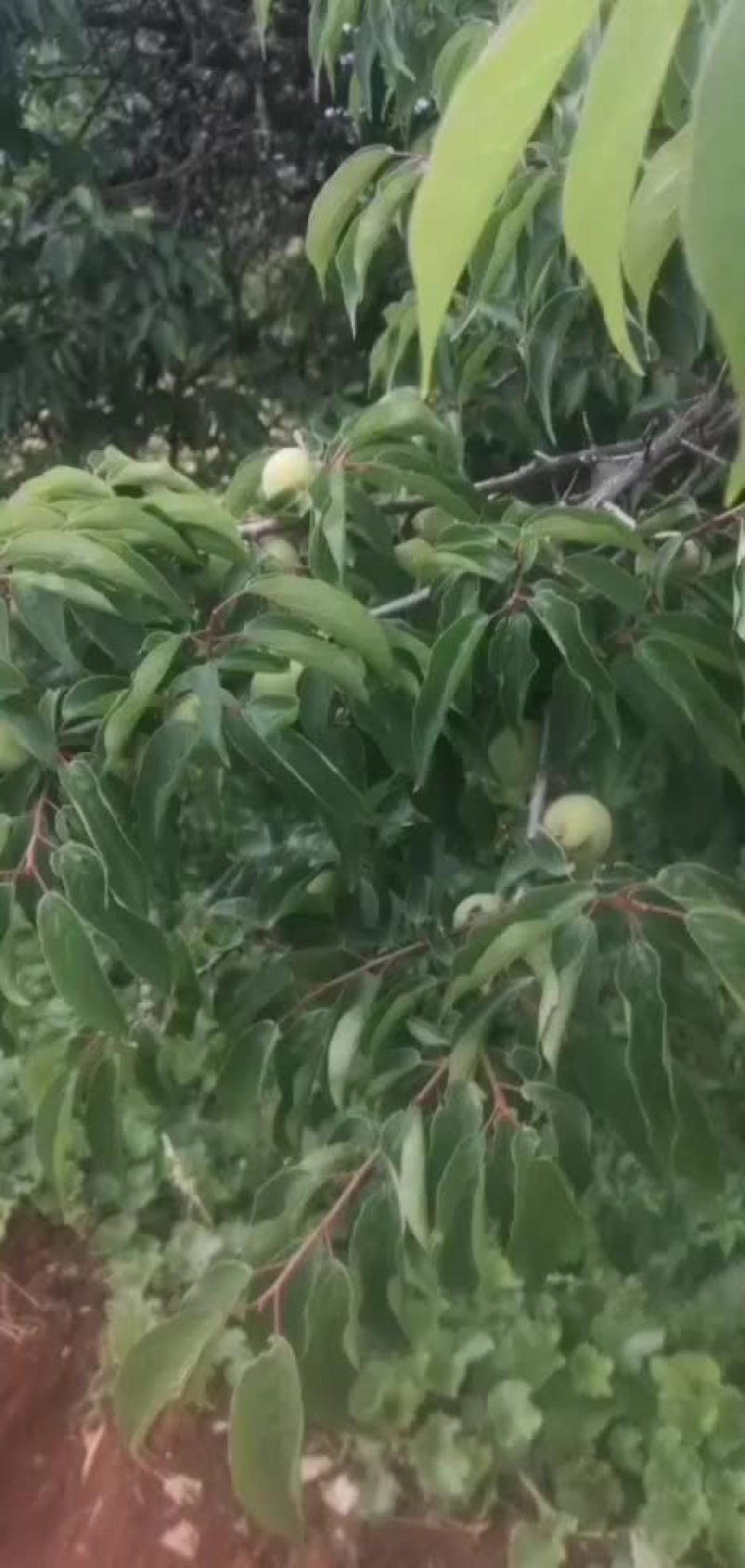 代收青梅