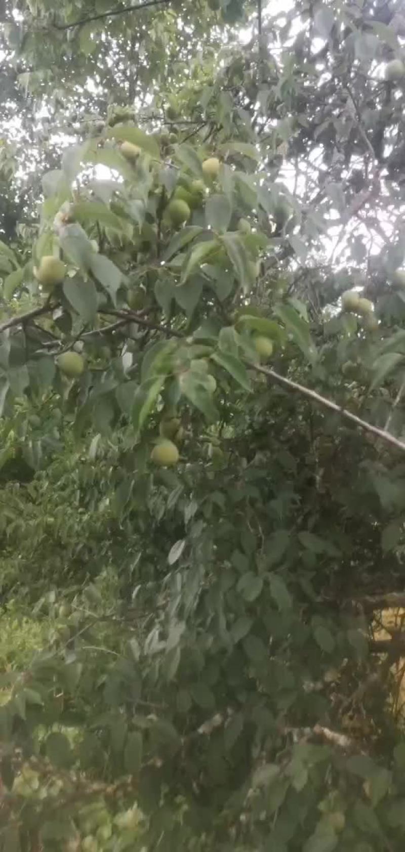 代收青梅