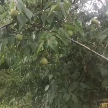 代收青梅