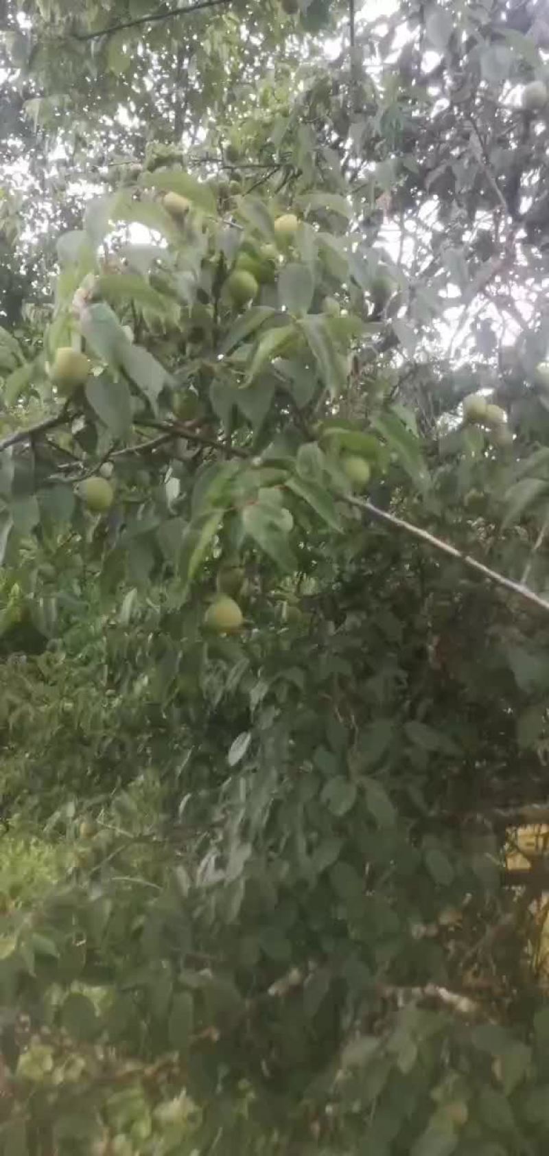 代收青梅