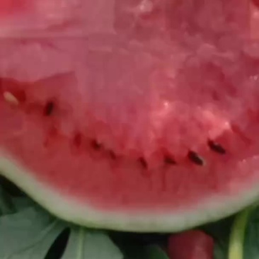 大量出售8424西瓜美都京新