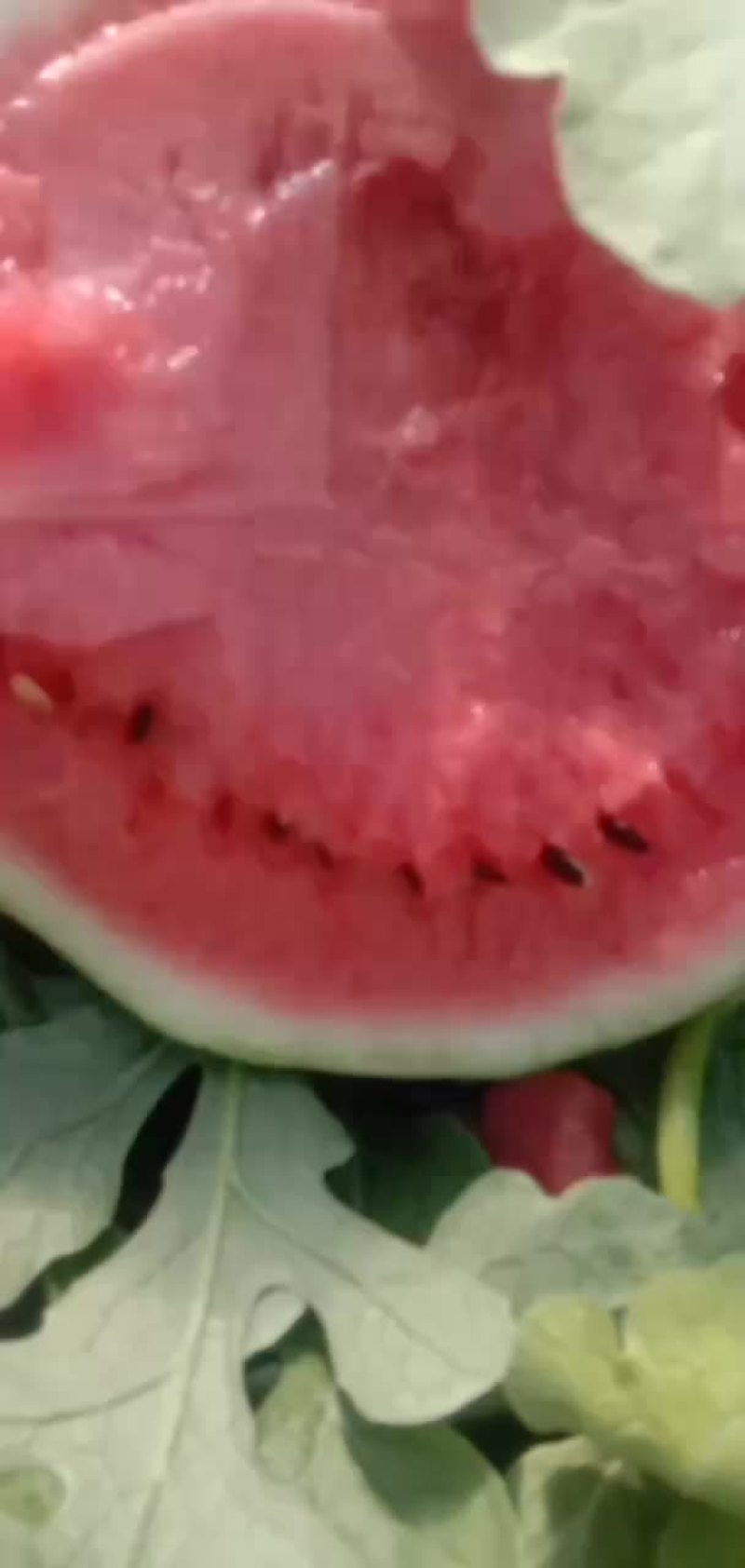 大量出售8424西瓜美都京新
