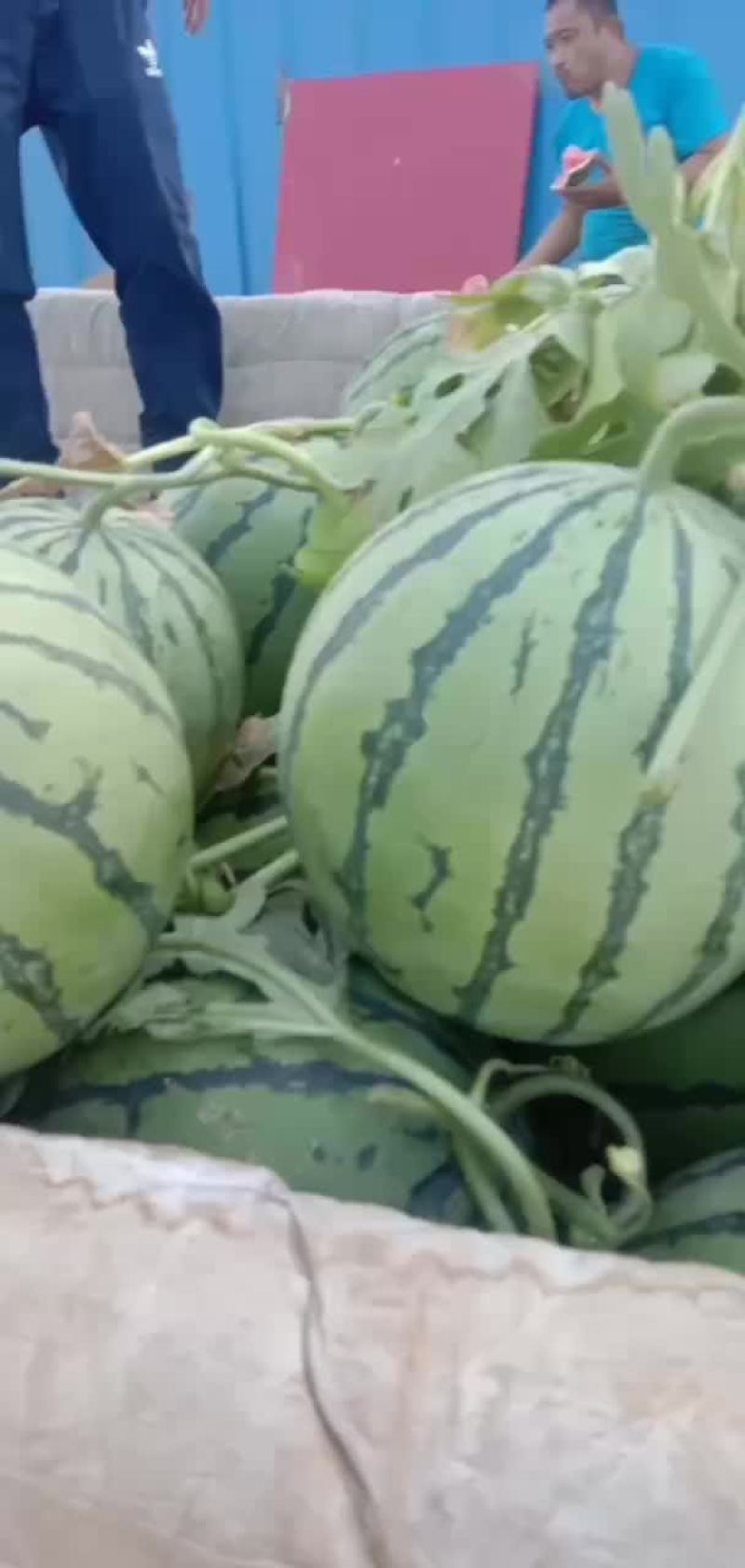 大量出售8424西瓜美都京新