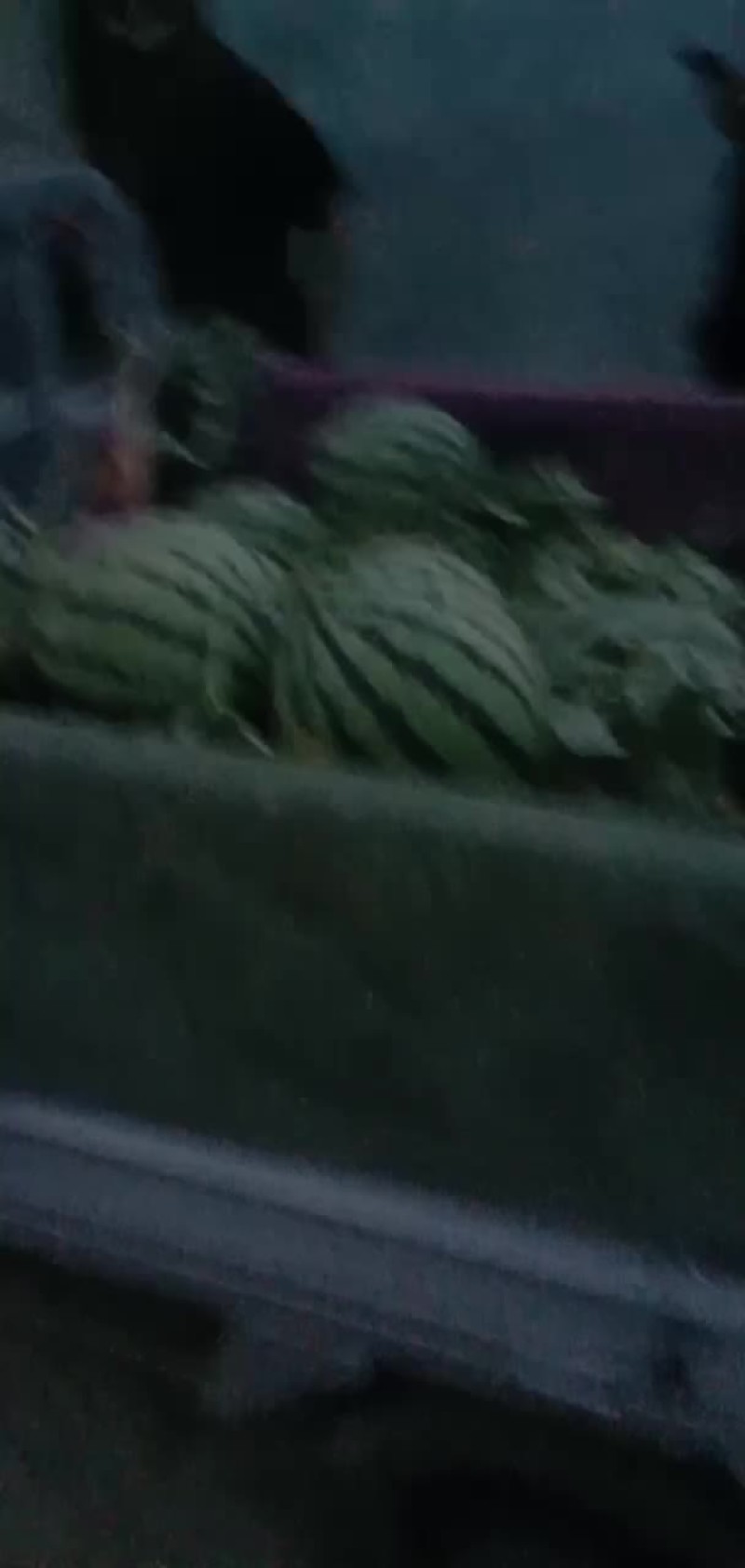 大量出售8424西瓜美都京新