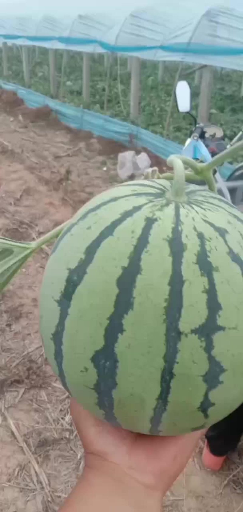 大量出售8424西瓜美都京新