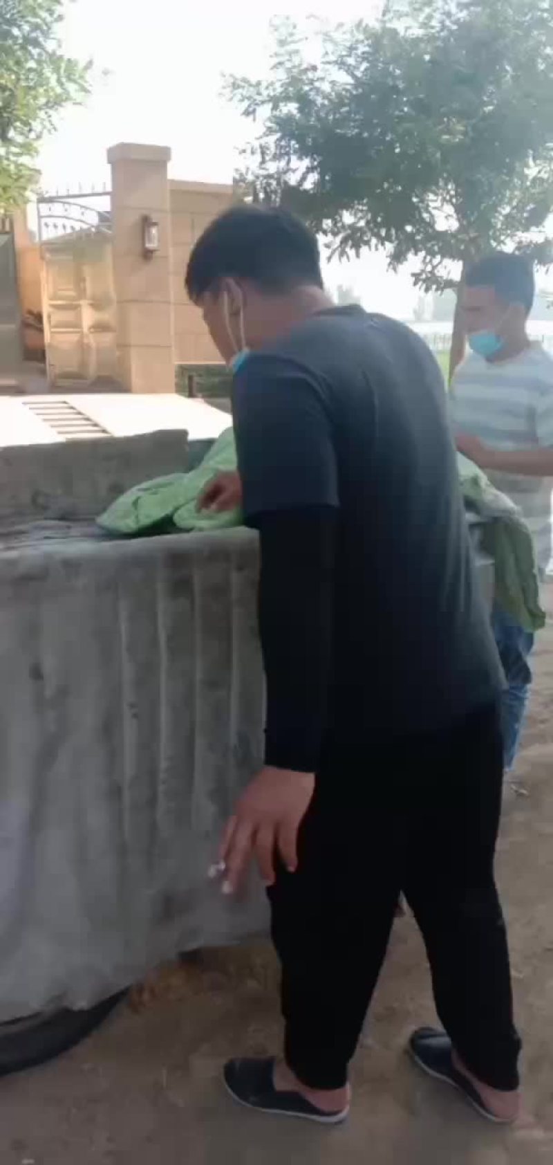 大量出售8424西瓜美都京新