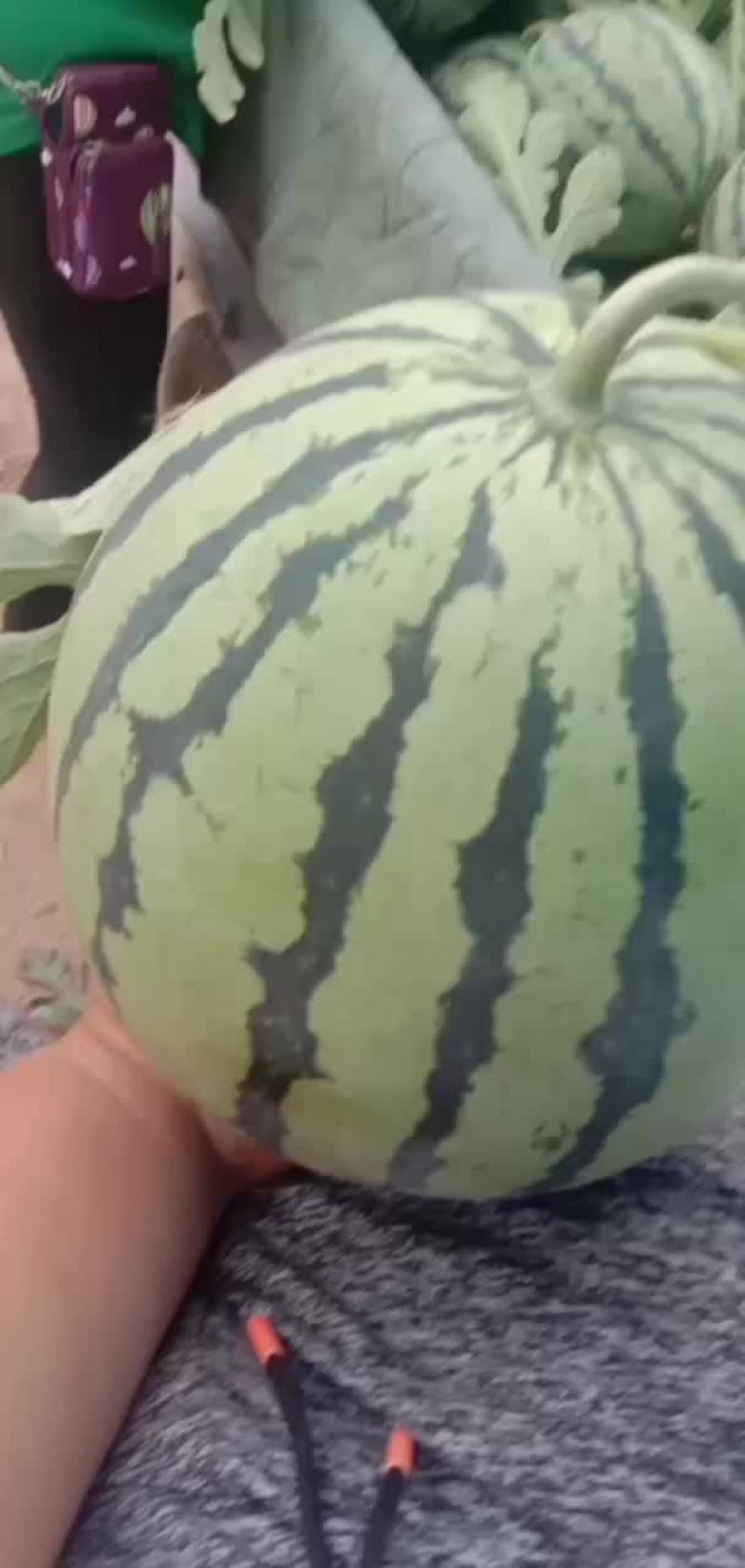 大量出售8424西瓜美都京新