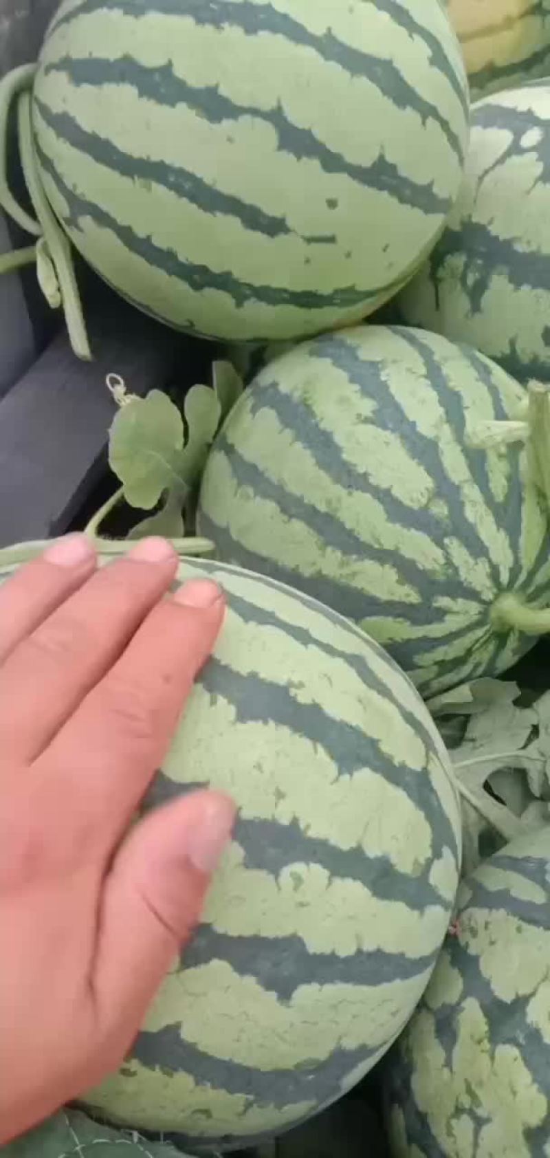 大量出售8424西瓜美都京新