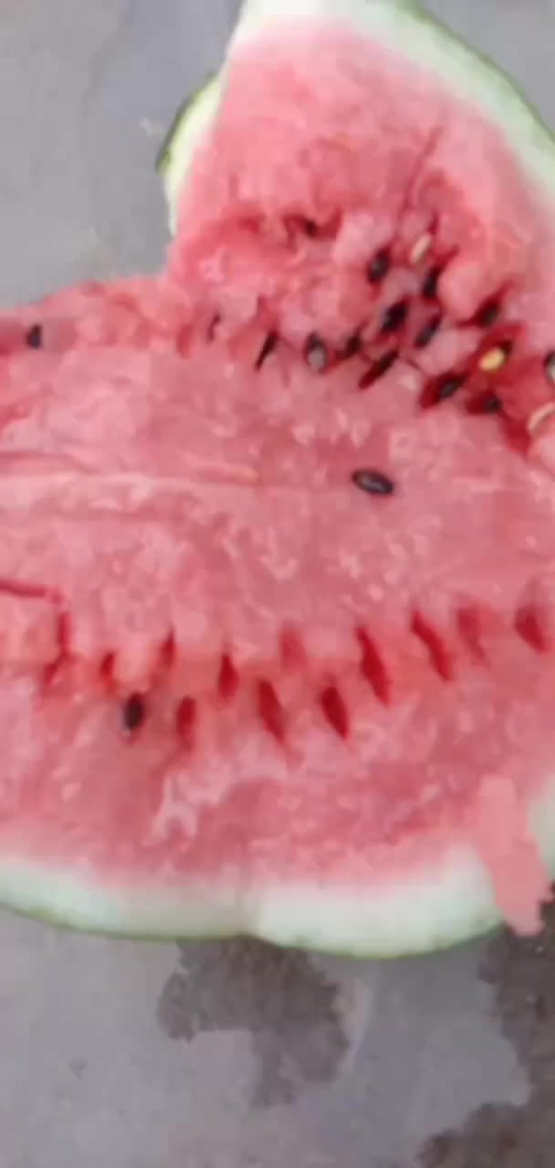大量出售8424西瓜美都京新