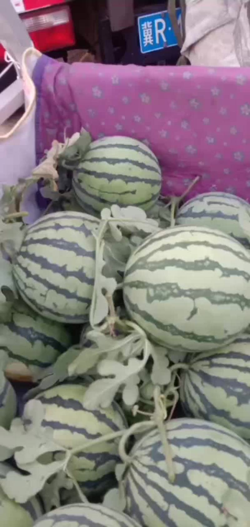 大量出售8424西瓜美都京新