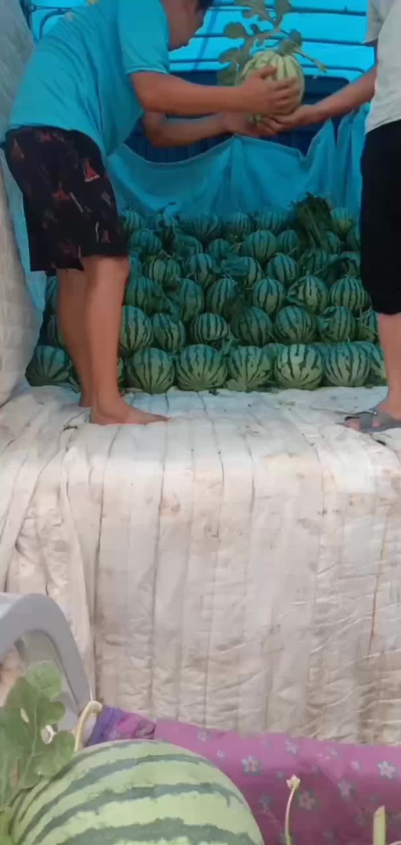 大量出售8424西瓜美都京新