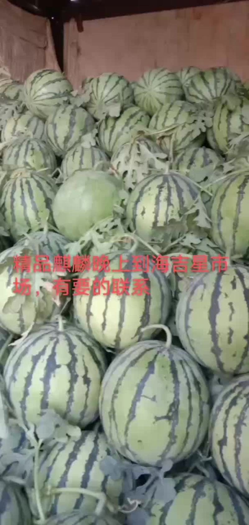 大量出售8424西瓜美都京新