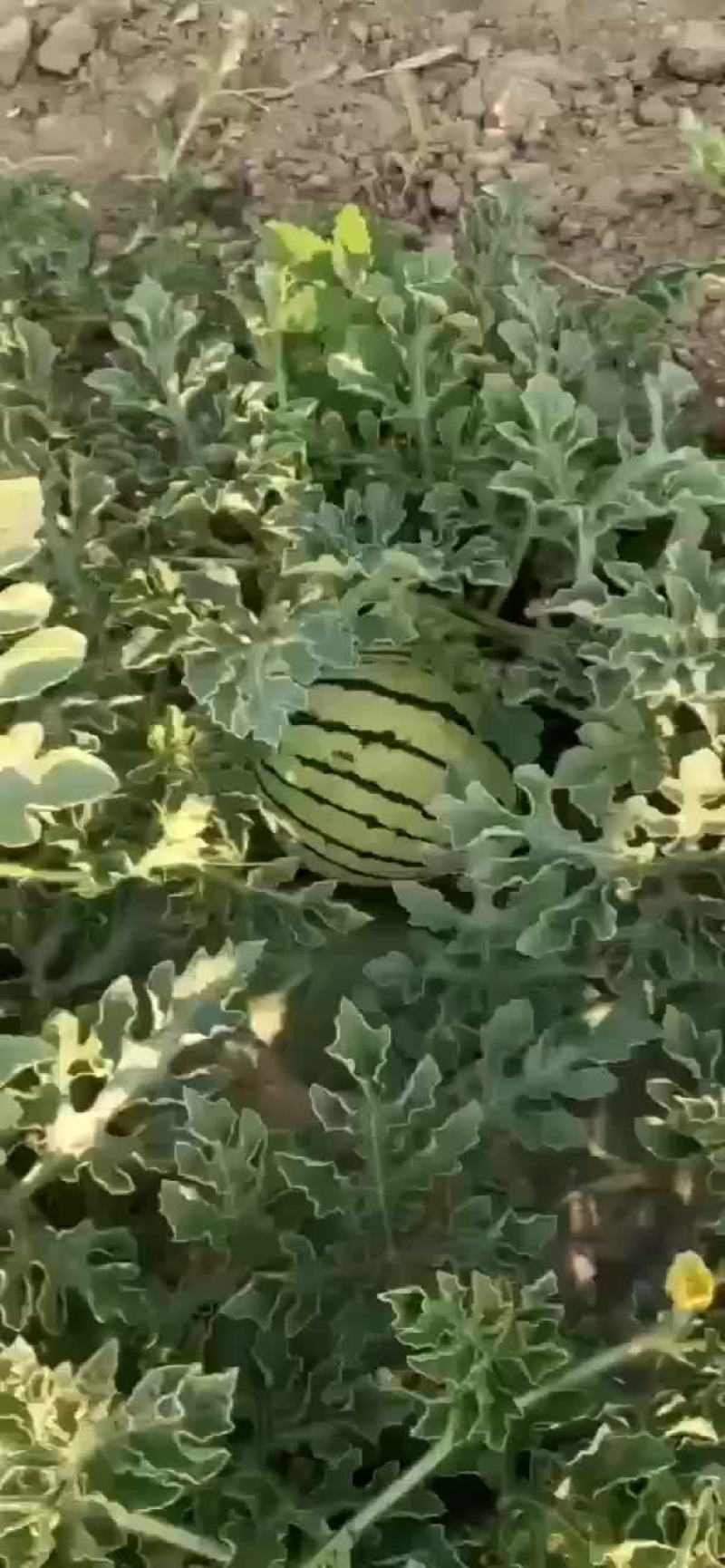 大量出售8424西瓜美都京新