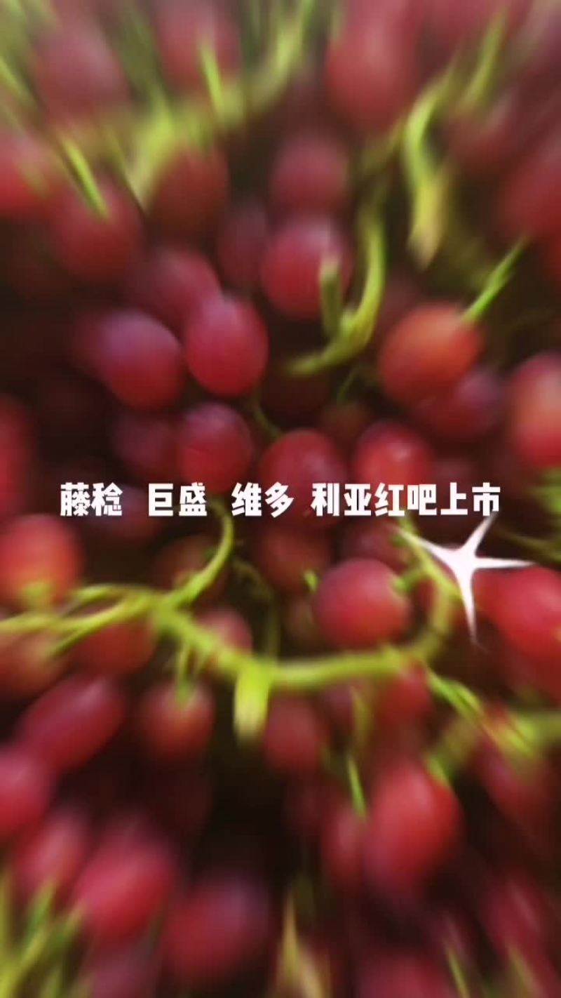 大量供应巨盛葡萄质量好口感好颜色好