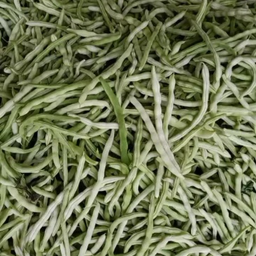 汉中城固白不老豆角，大量有货，条直无虫眼，欢迎各地客商采