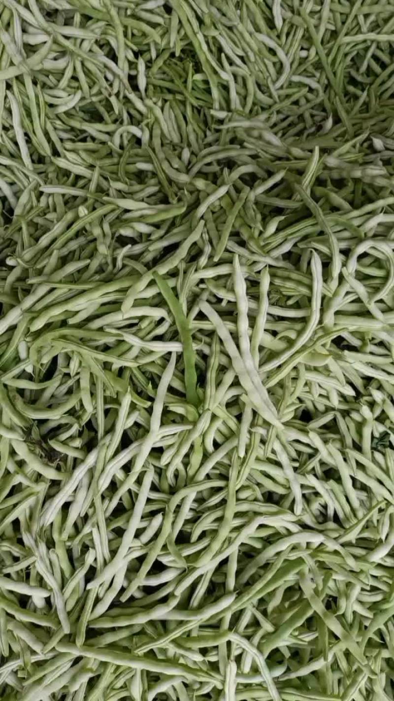 汉中城固白不老豆角，大量有货，条直无虫眼，欢迎各地客商采