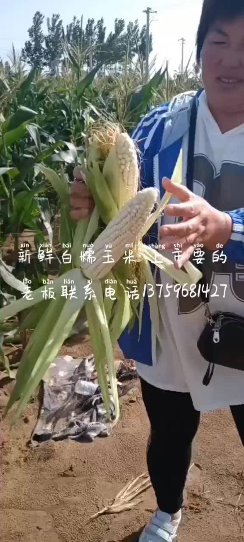 白糯米上市要的老板前来一亩田选购