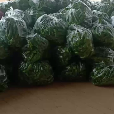 青辣椒大量共应需要连系一