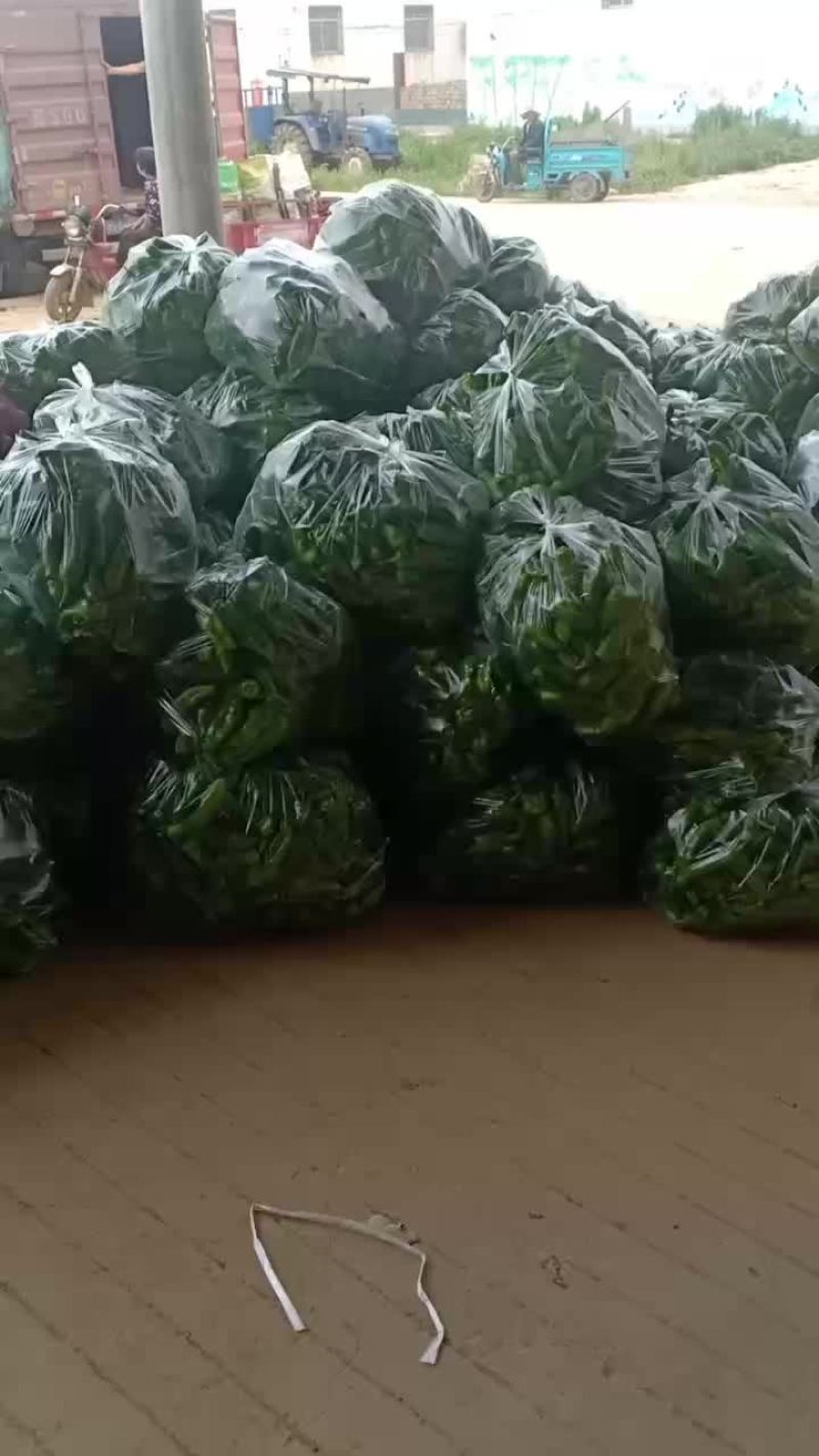 青辣椒大量共应需要连系一