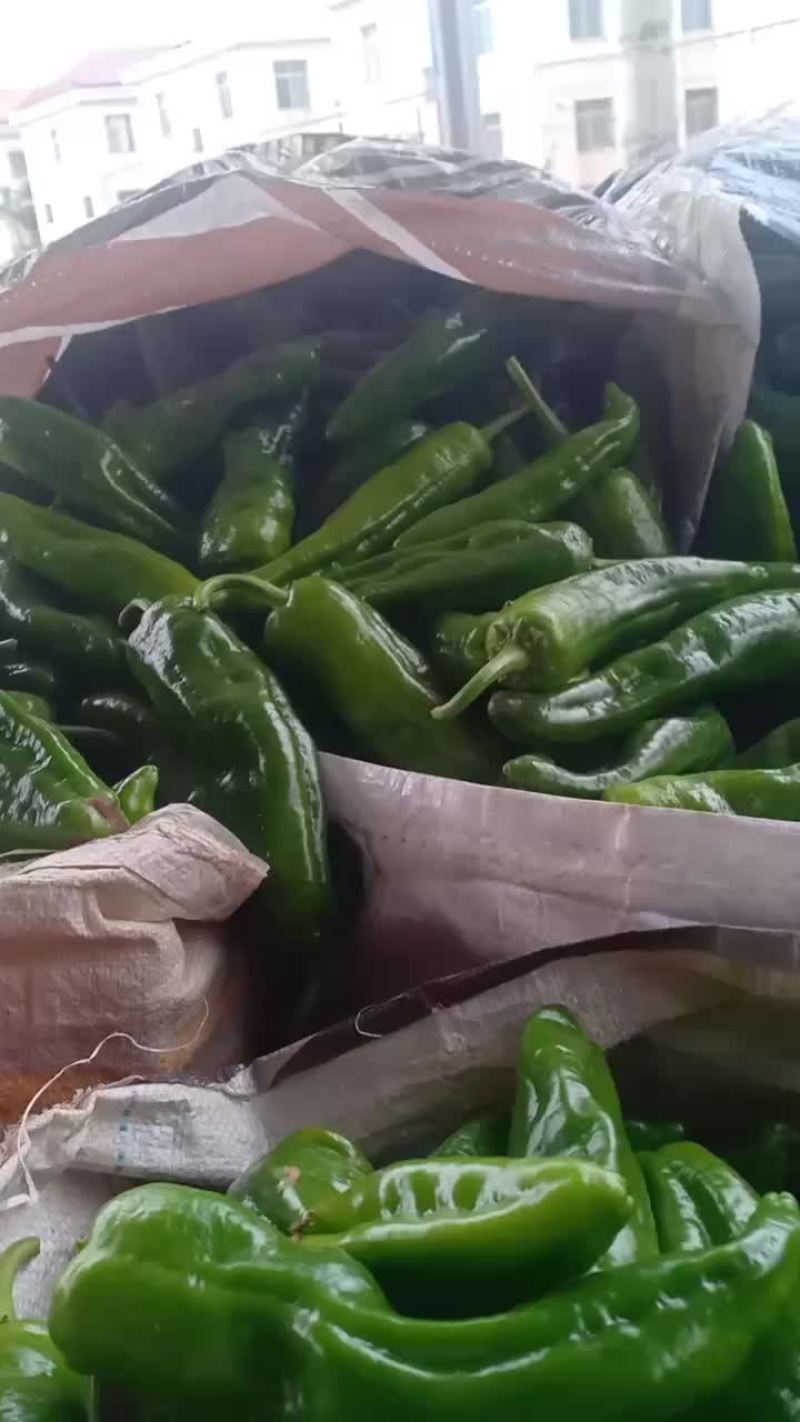 青辣椒大量共应需要连系一