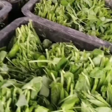 精品豌豆尖