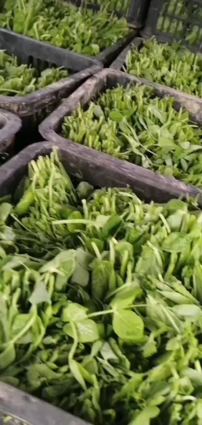 精品豌豆尖