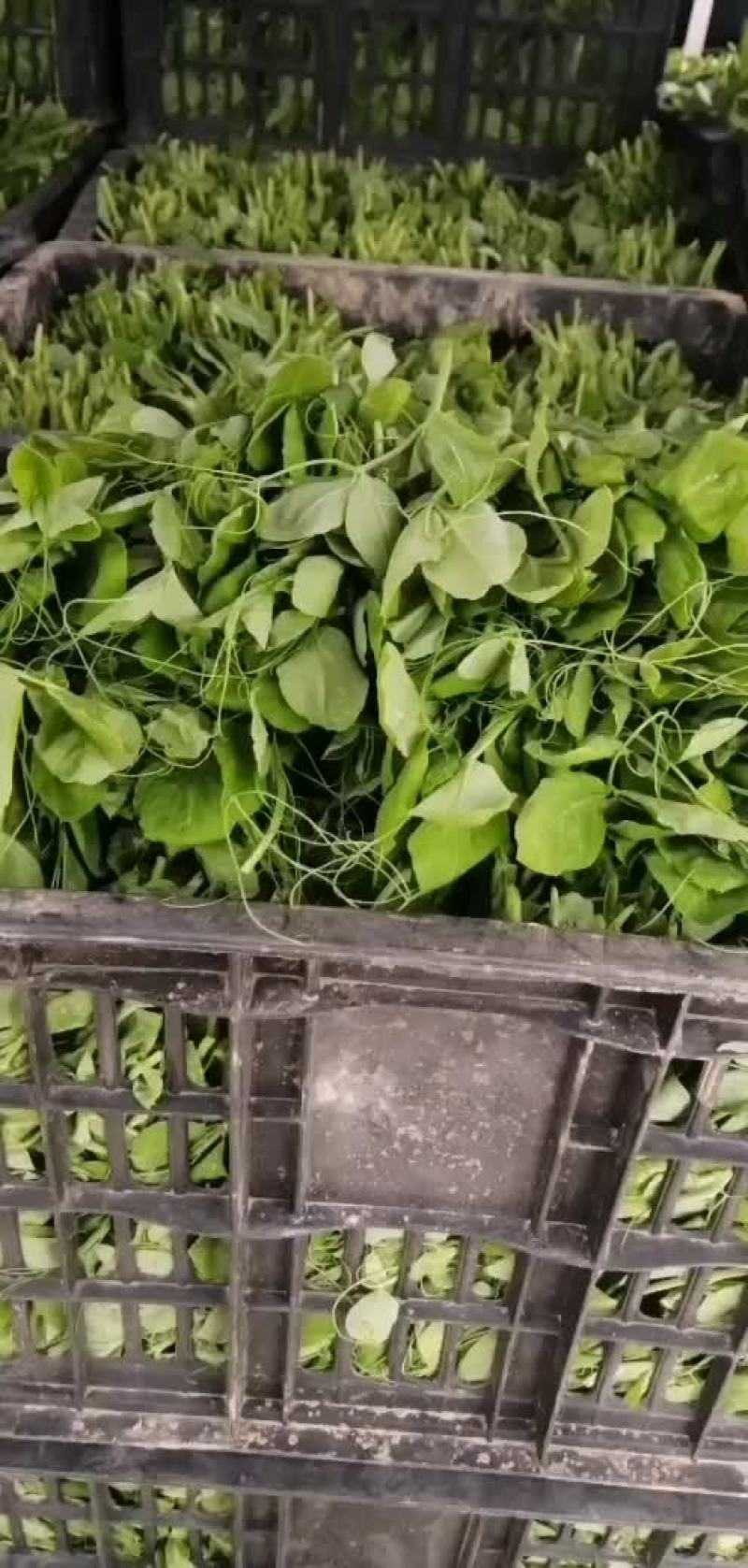 精品豌豆尖