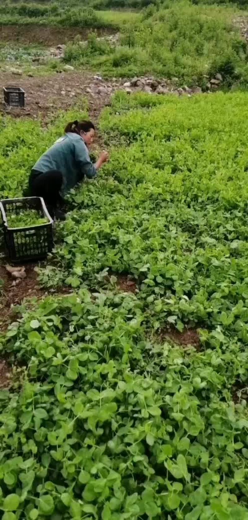 精品豌豆尖