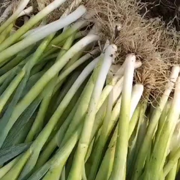 精品香葱，价格美丽，大量有货，代发全国