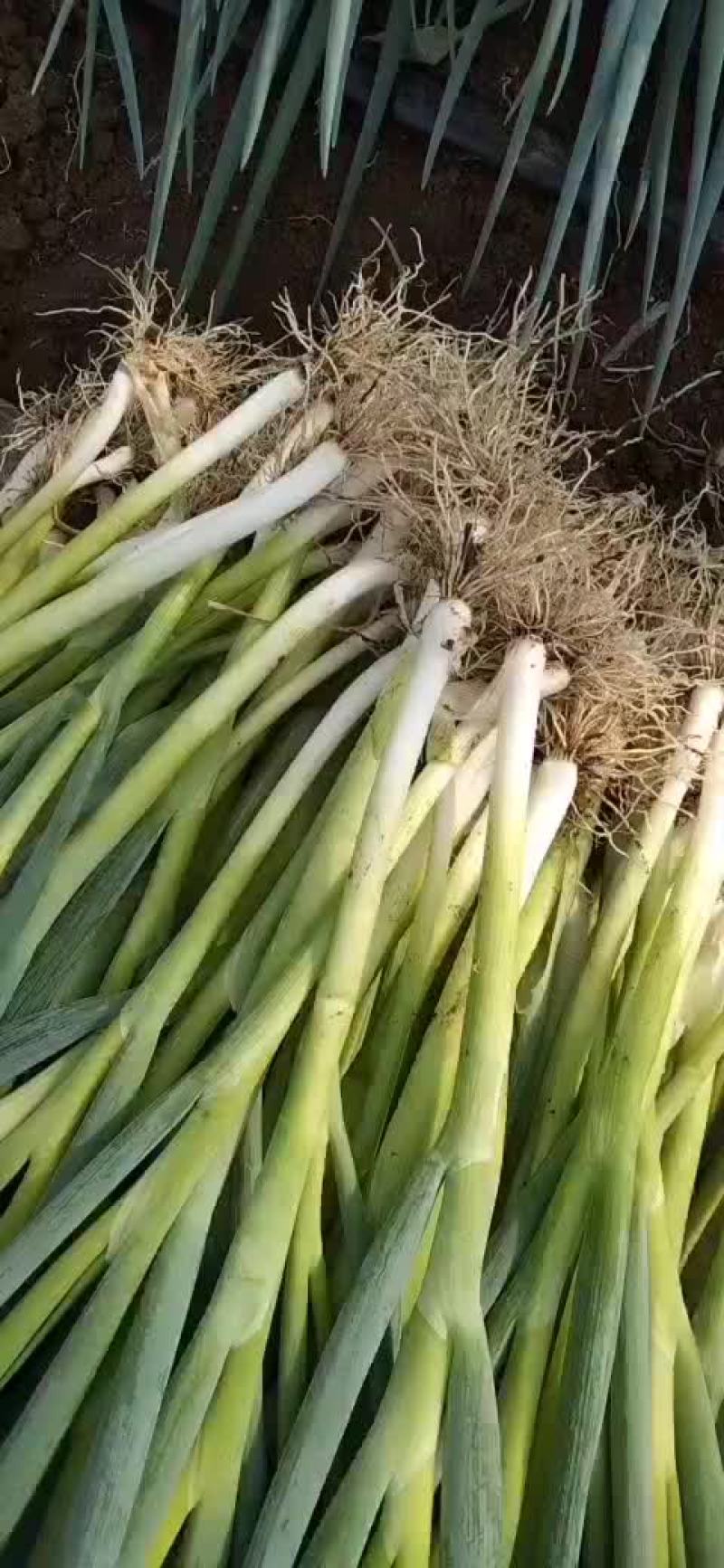 精品香葱，价格美丽，大量有货，代发全国