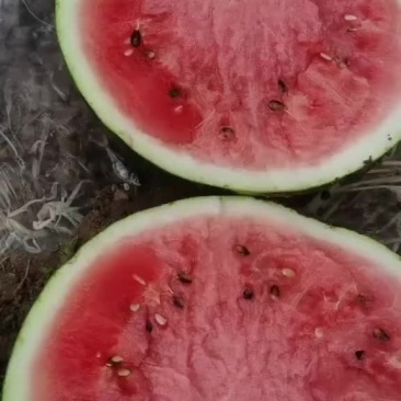金蜜西瓜