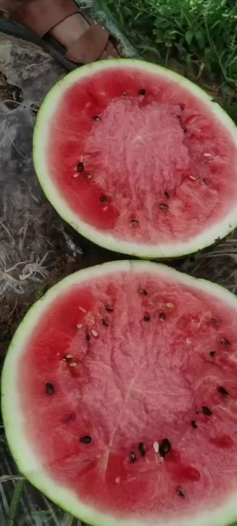 金蜜西瓜