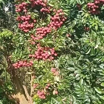 禾荔