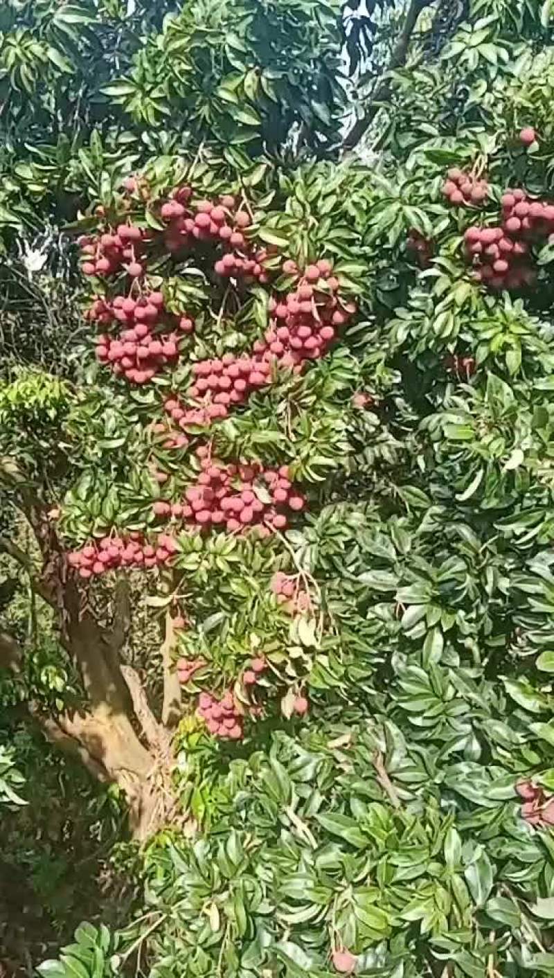 禾荔
