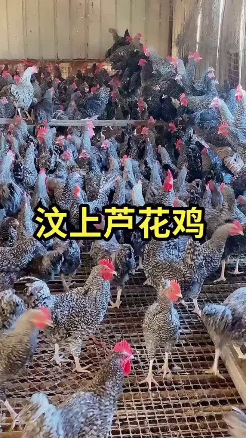 芦花鸡鸡苗青年芦花鸡全国包送货一组即可发货