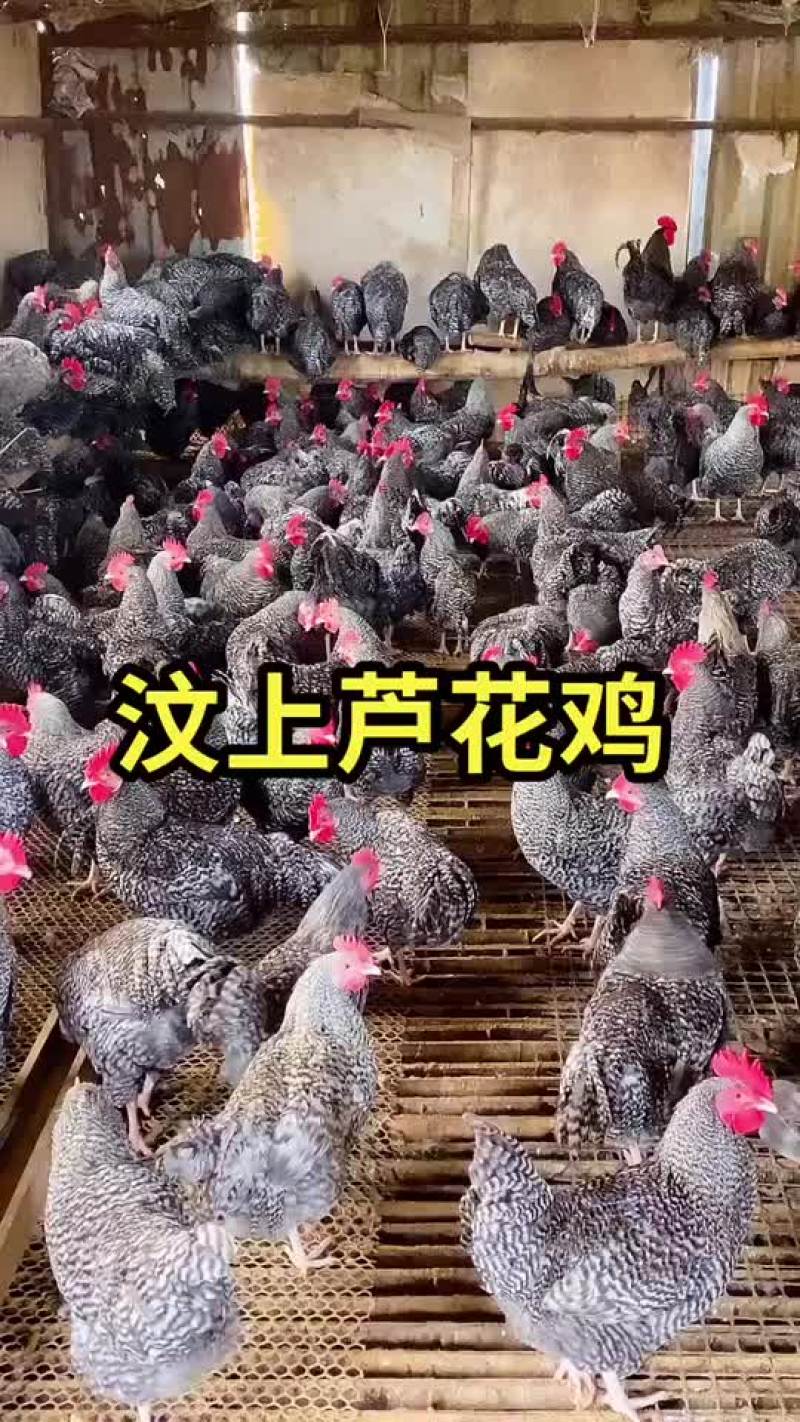 芦花鸡鸡苗青年芦花鸡全国包送货一组即可发货