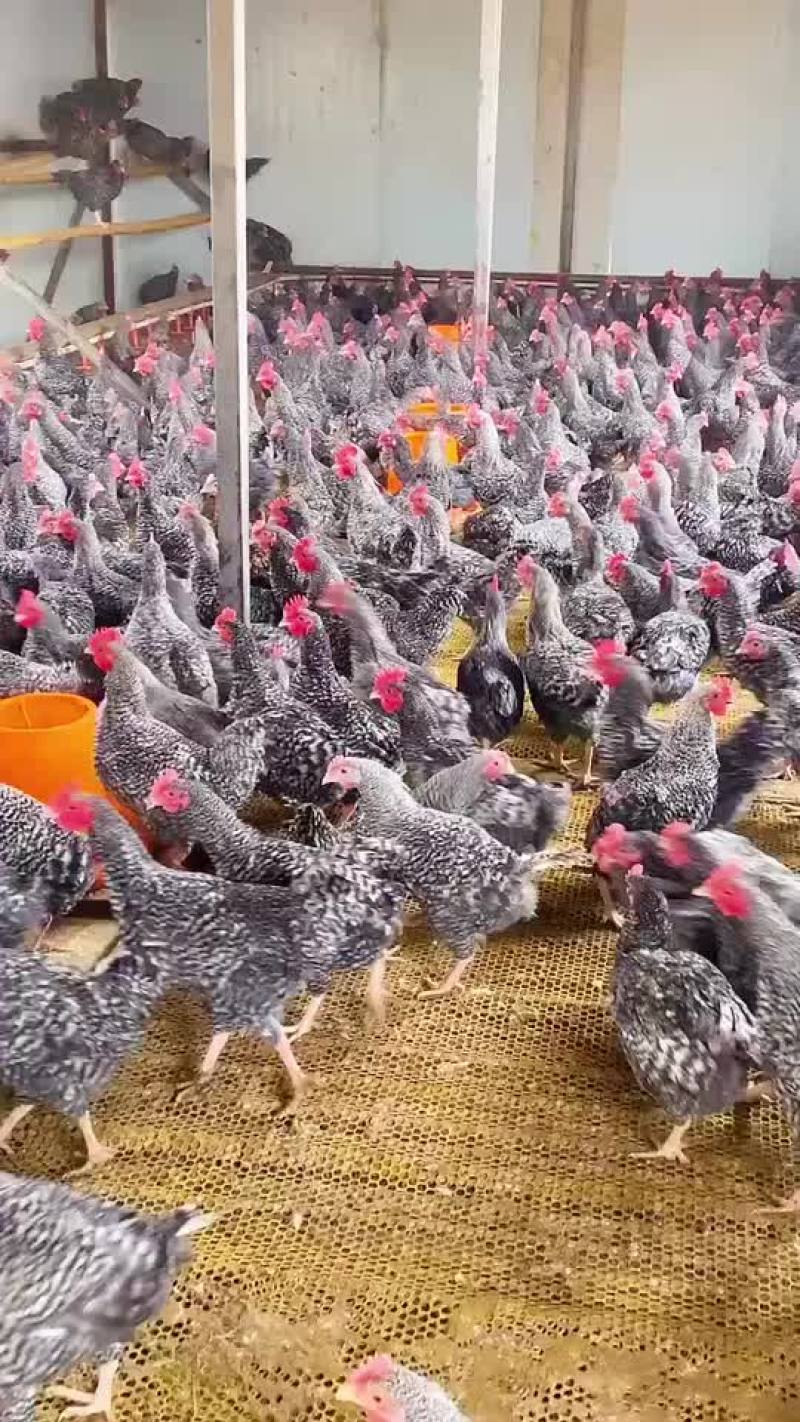 芦花鸡鸡苗青年芦花鸡全国包送货一组即可发货