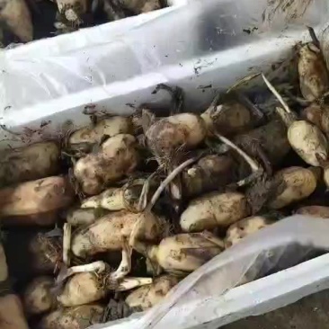 莲藕，早藕，白嫩，个头均匀，口感甜脆！