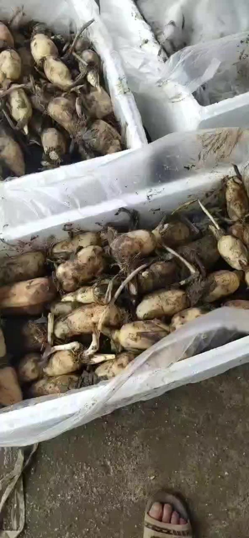 莲藕，早藕，白嫩，个头均匀，口感甜脆！