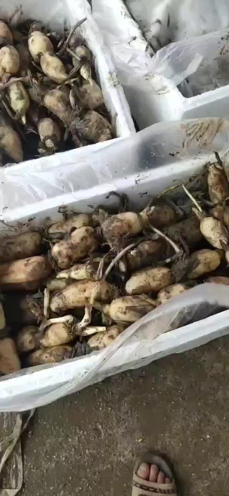 莲藕，早藕，白嫩，个头均匀，口感甜脆！