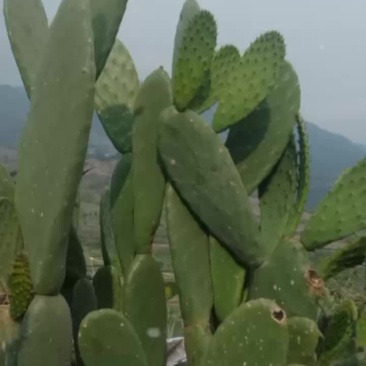 仙人掌
