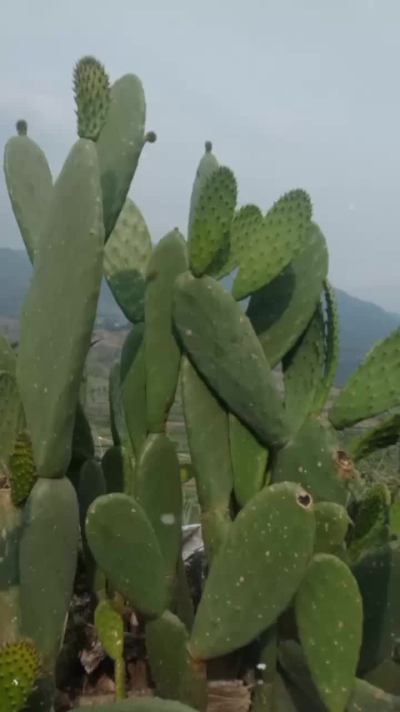 仙人掌