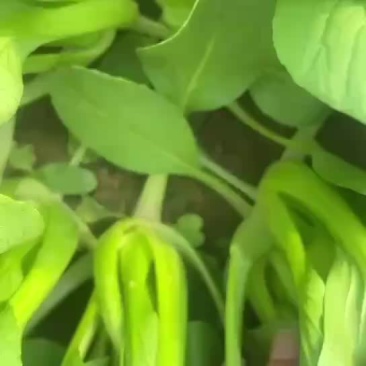 上海青