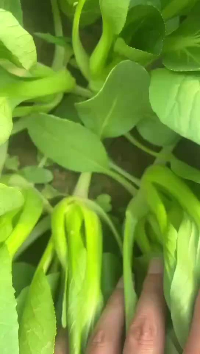 上海青