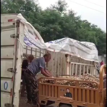 蒜头，辫子蒜