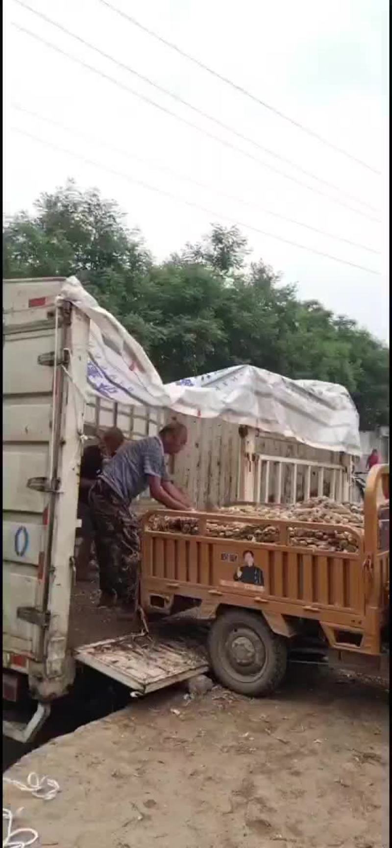 蒜头，辫子蒜